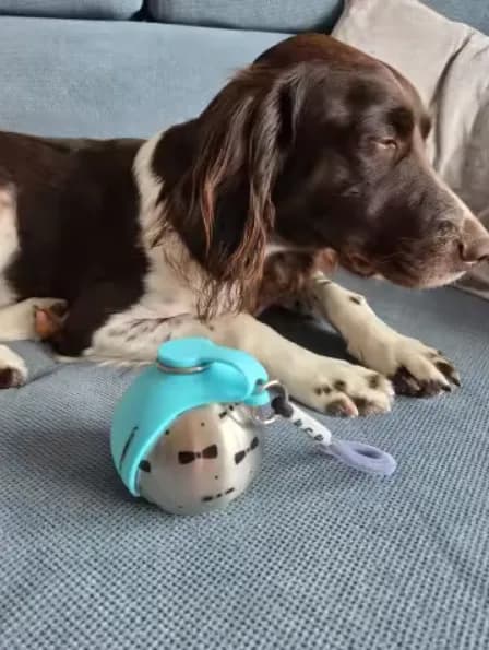 Poppy the Spaniel with Wagsy gear